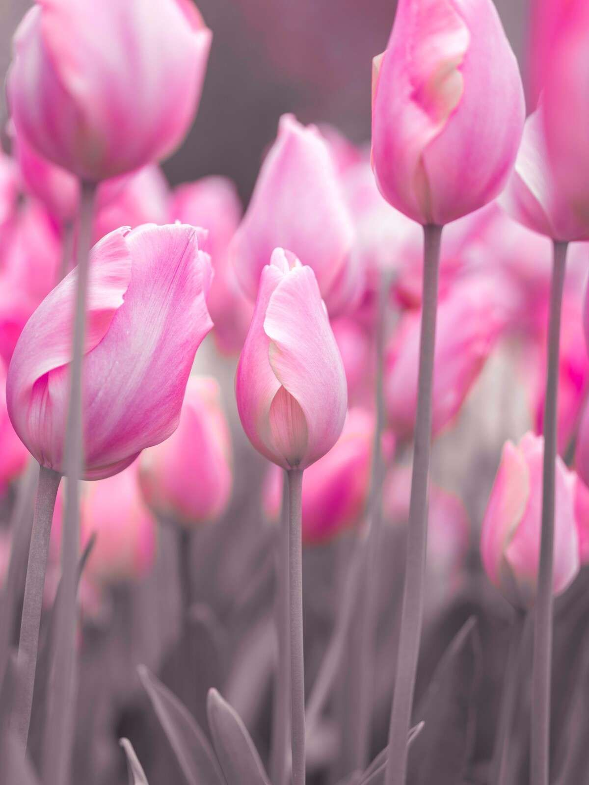 Suaves campos de tulipanes rosas
