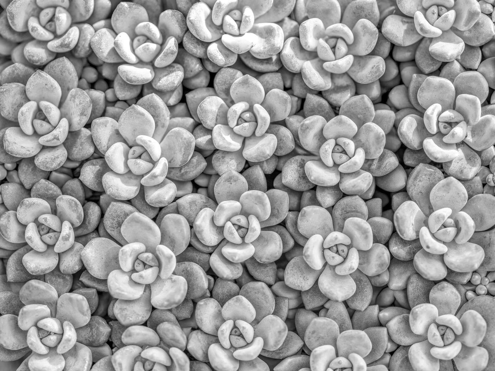 Suculentas grises con patrón de roseta