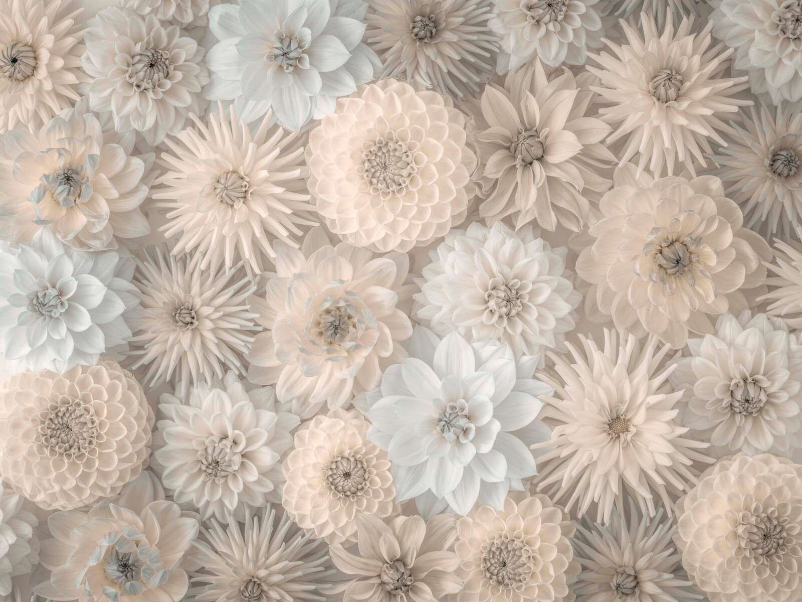 Flores de color crema con floración suave