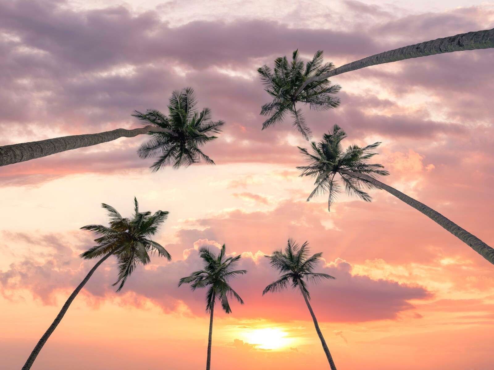 Palmeras al atardecer rosa