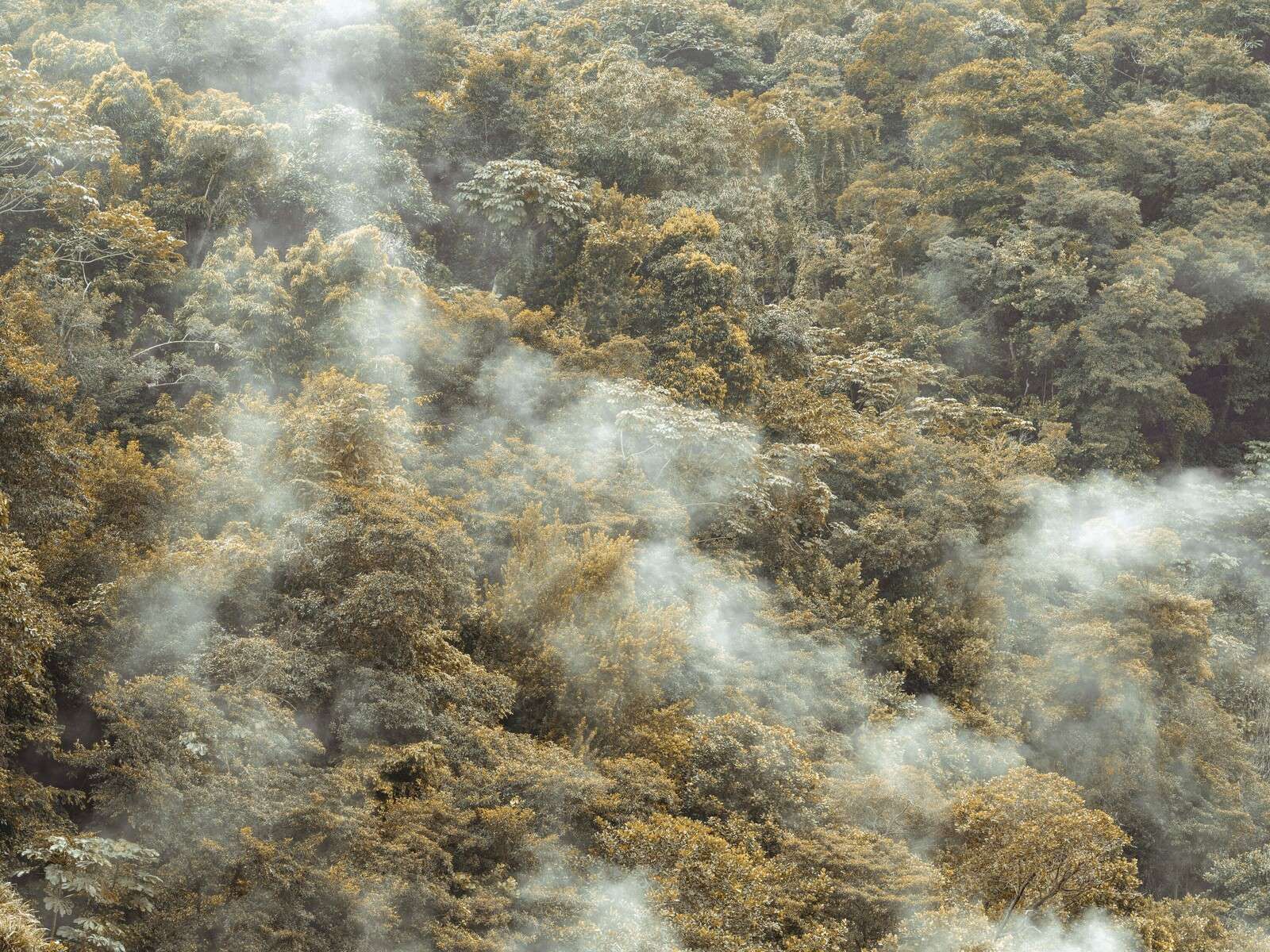 Selva tropical brumosa con suave neblina