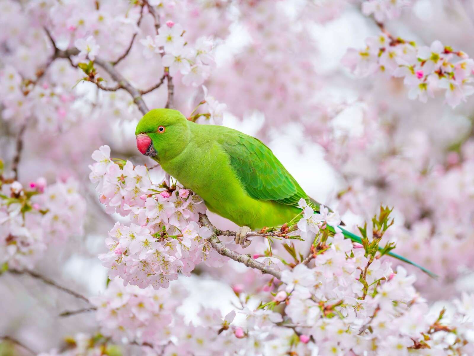 Loro verde entre flores