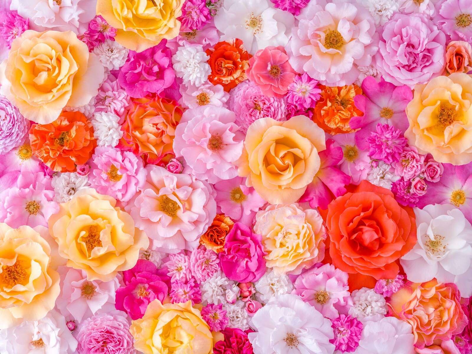Rosas coloridas en flor pastel