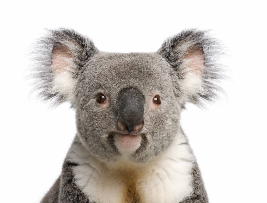 Foto de un koala main product photo