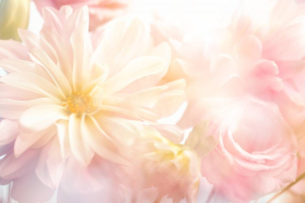 Flores brillantes main product photo