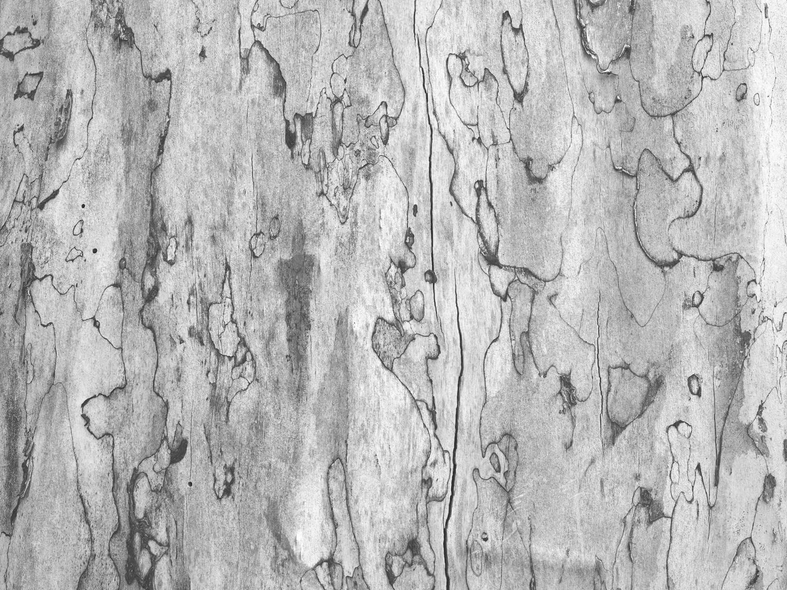 Corteza de un árbol main product photo