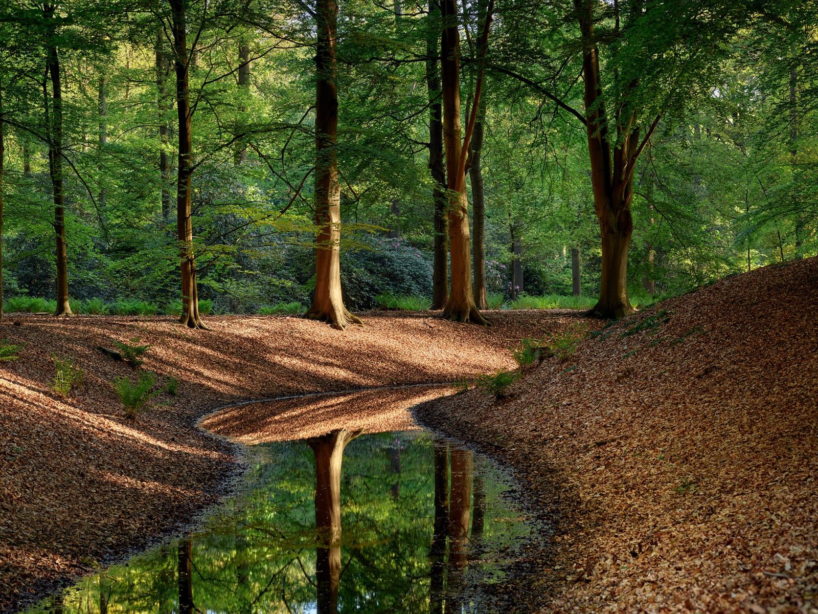 Arroyo en el bosque main product photo