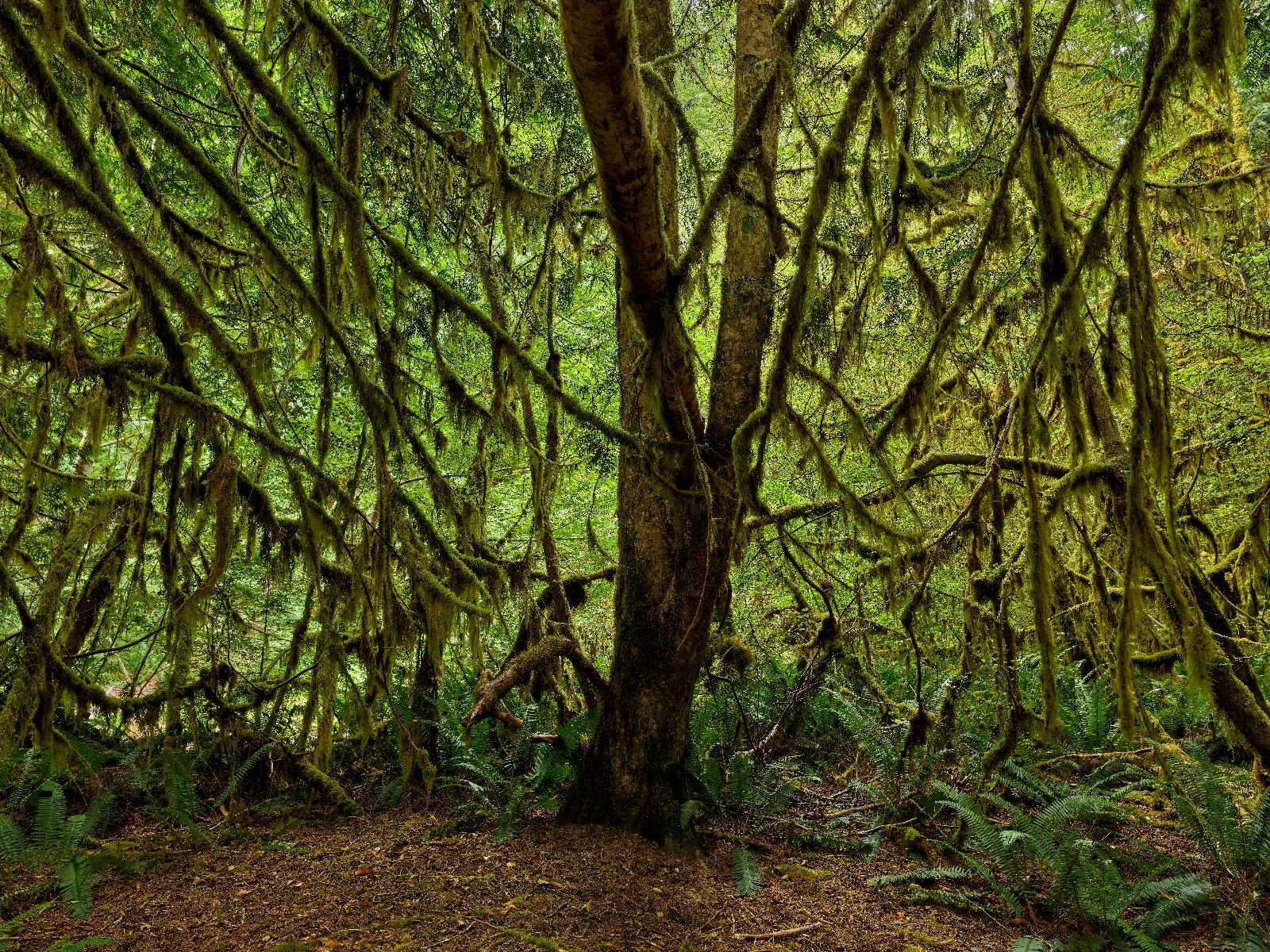Bosque con musgo main product photo