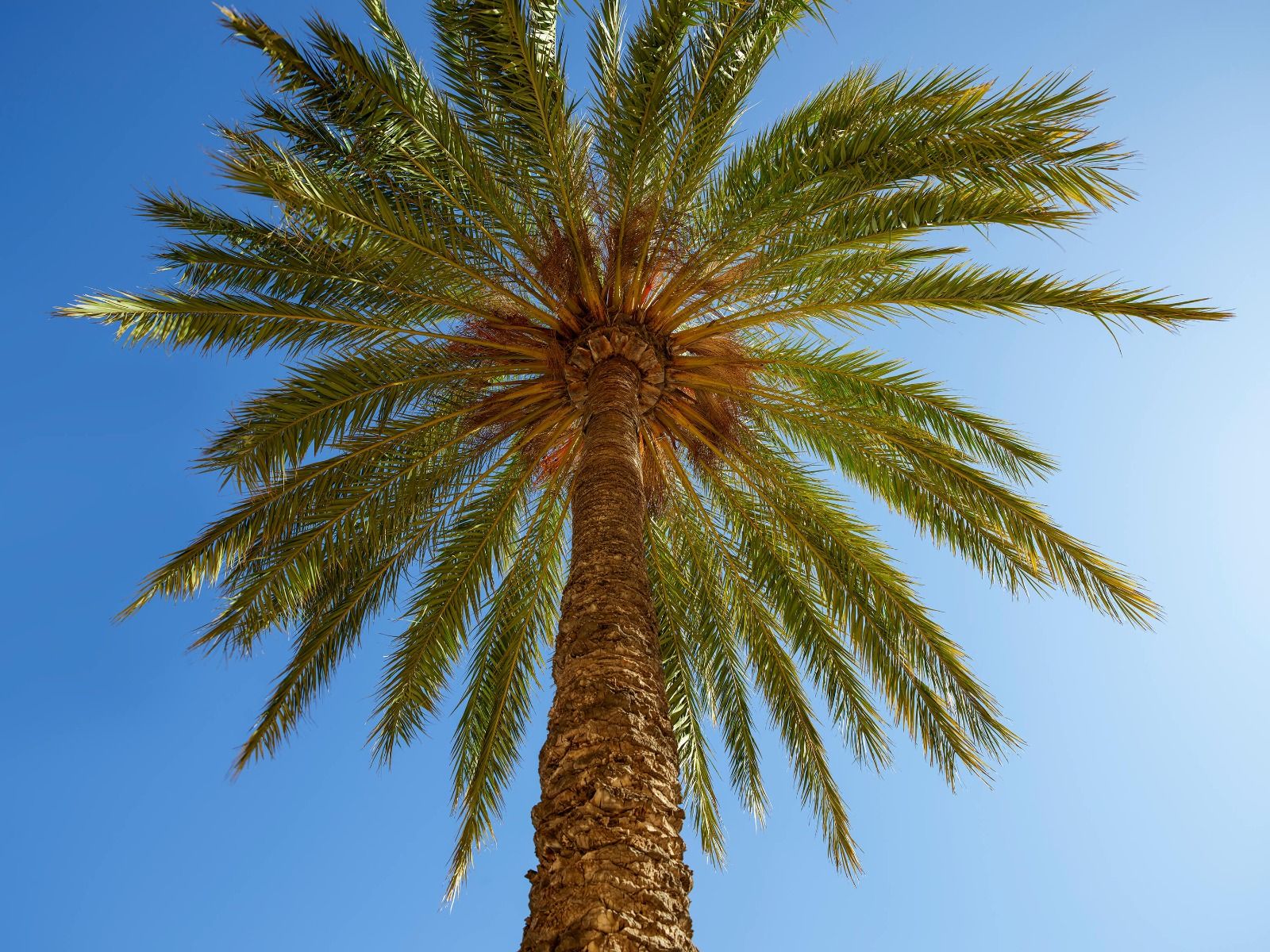 Detalle de la palmera main product photo