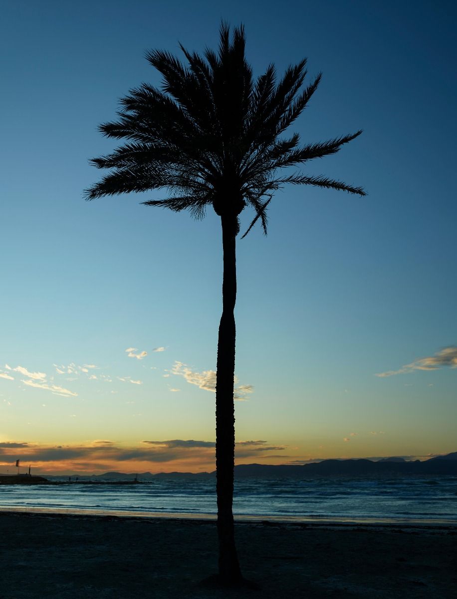 Palmera al atardecer main product photo