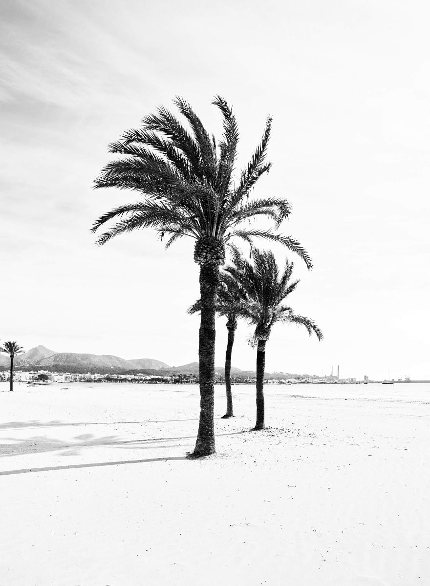 Palmeras juntas main product photo