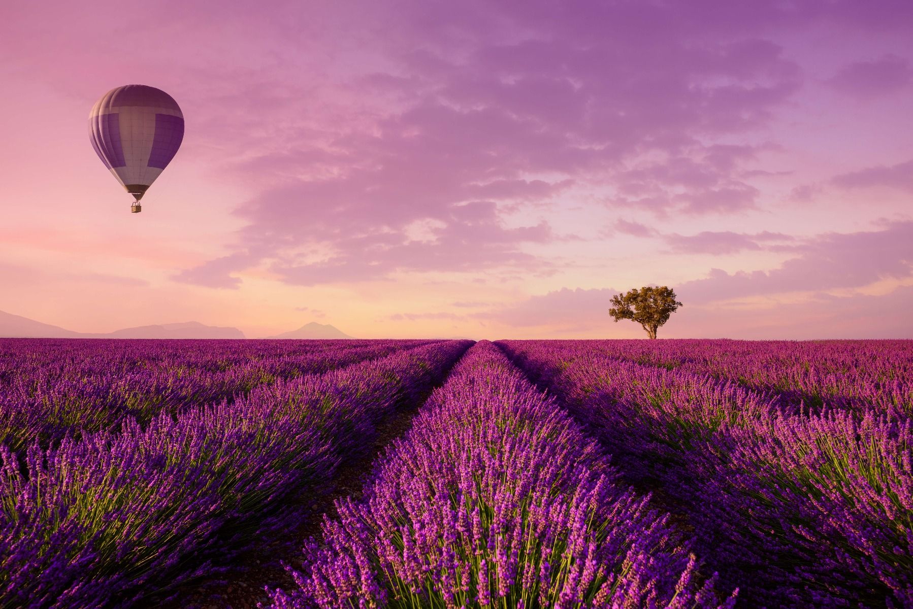 Campo de lavanda y globo main product photo