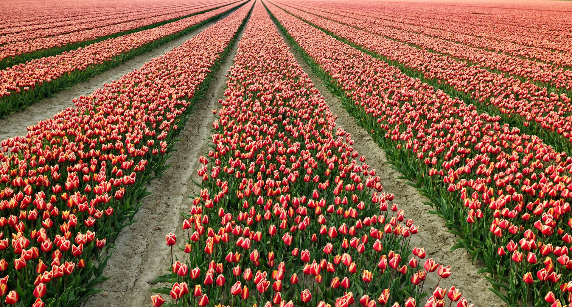 Colorido campo de tulipanes main product photo