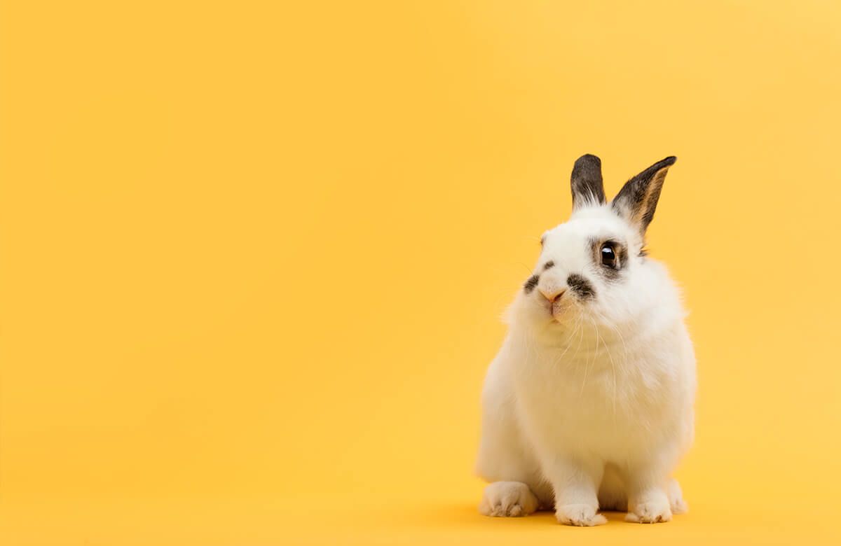 Posando el conejo main product photo