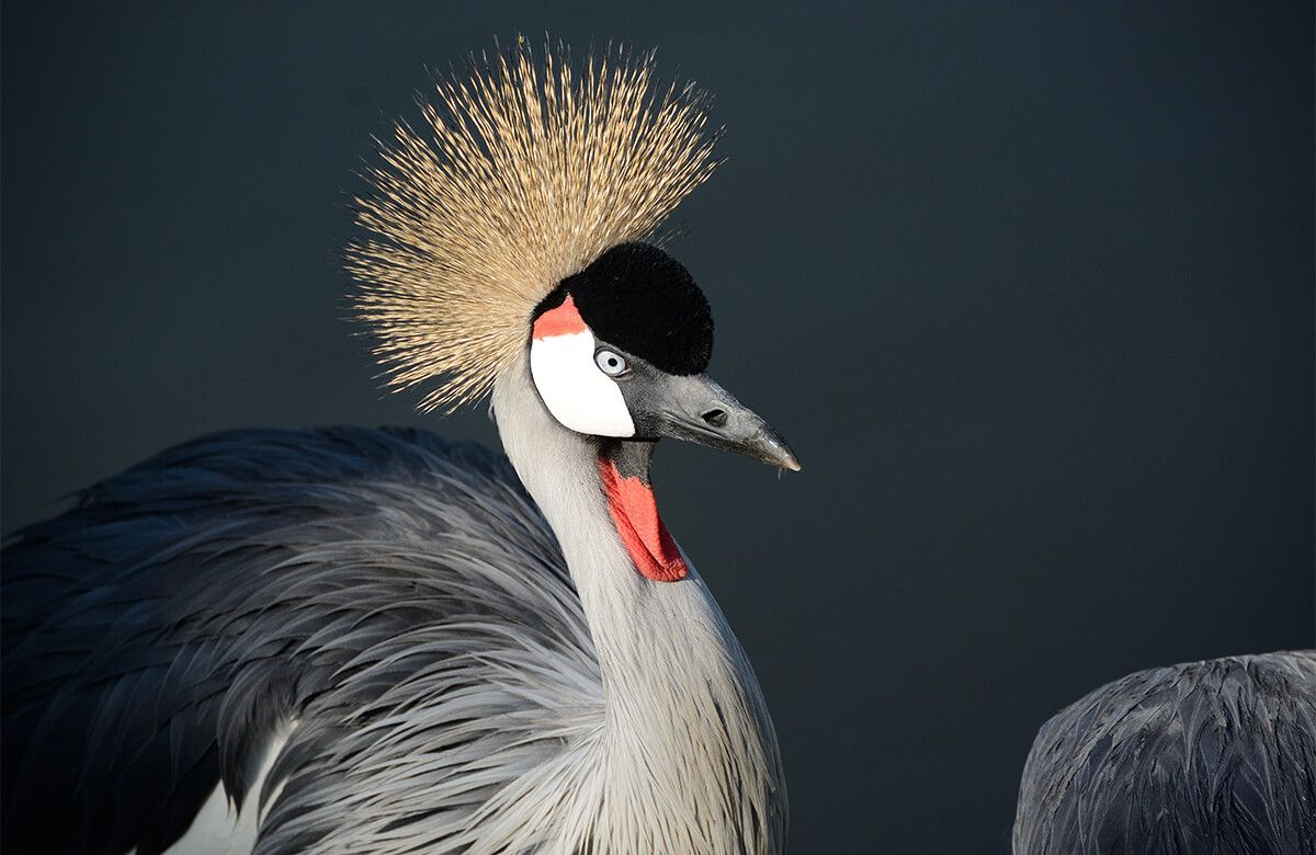 Grulla de cerca main product photo