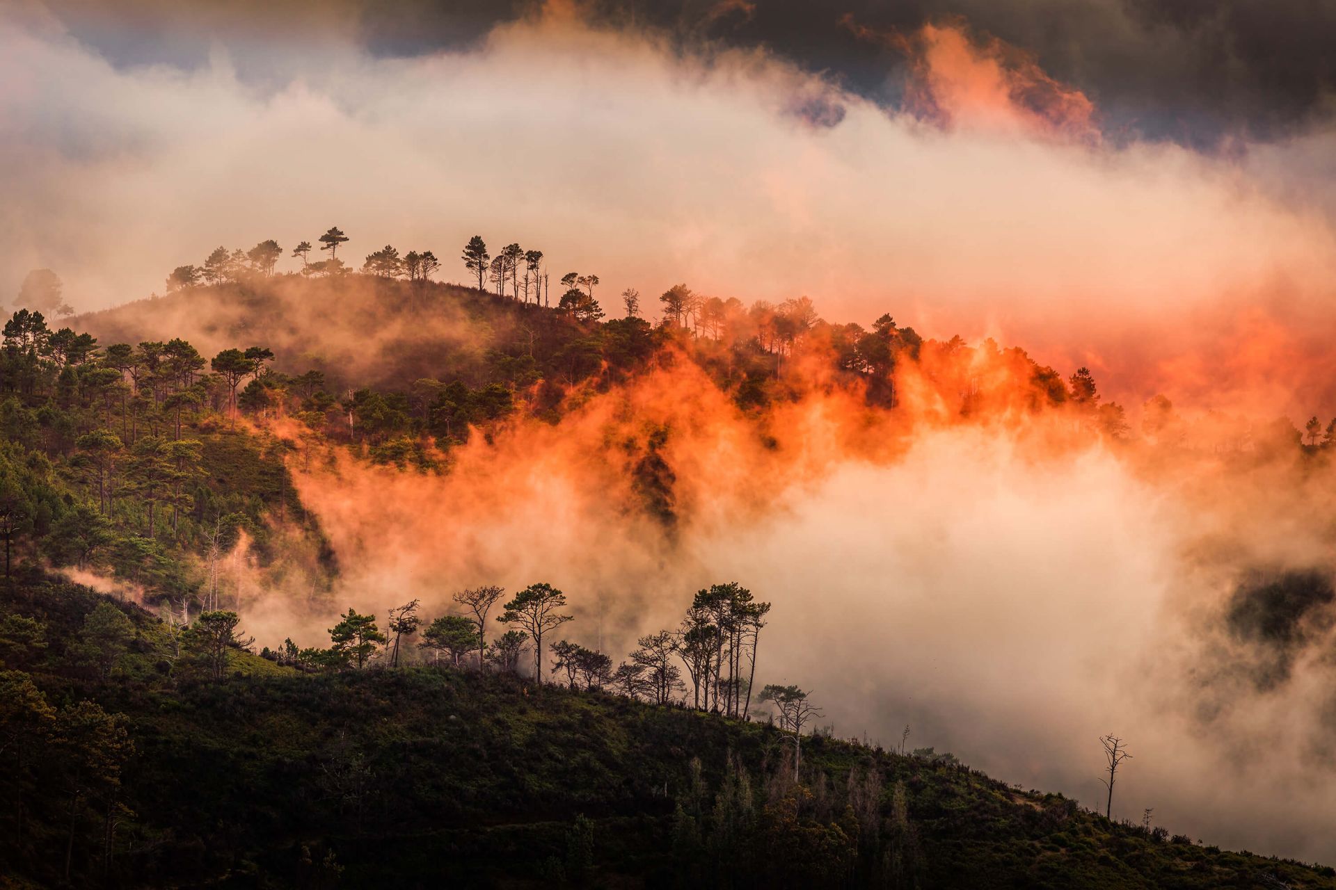 Incendio forestal main product photo