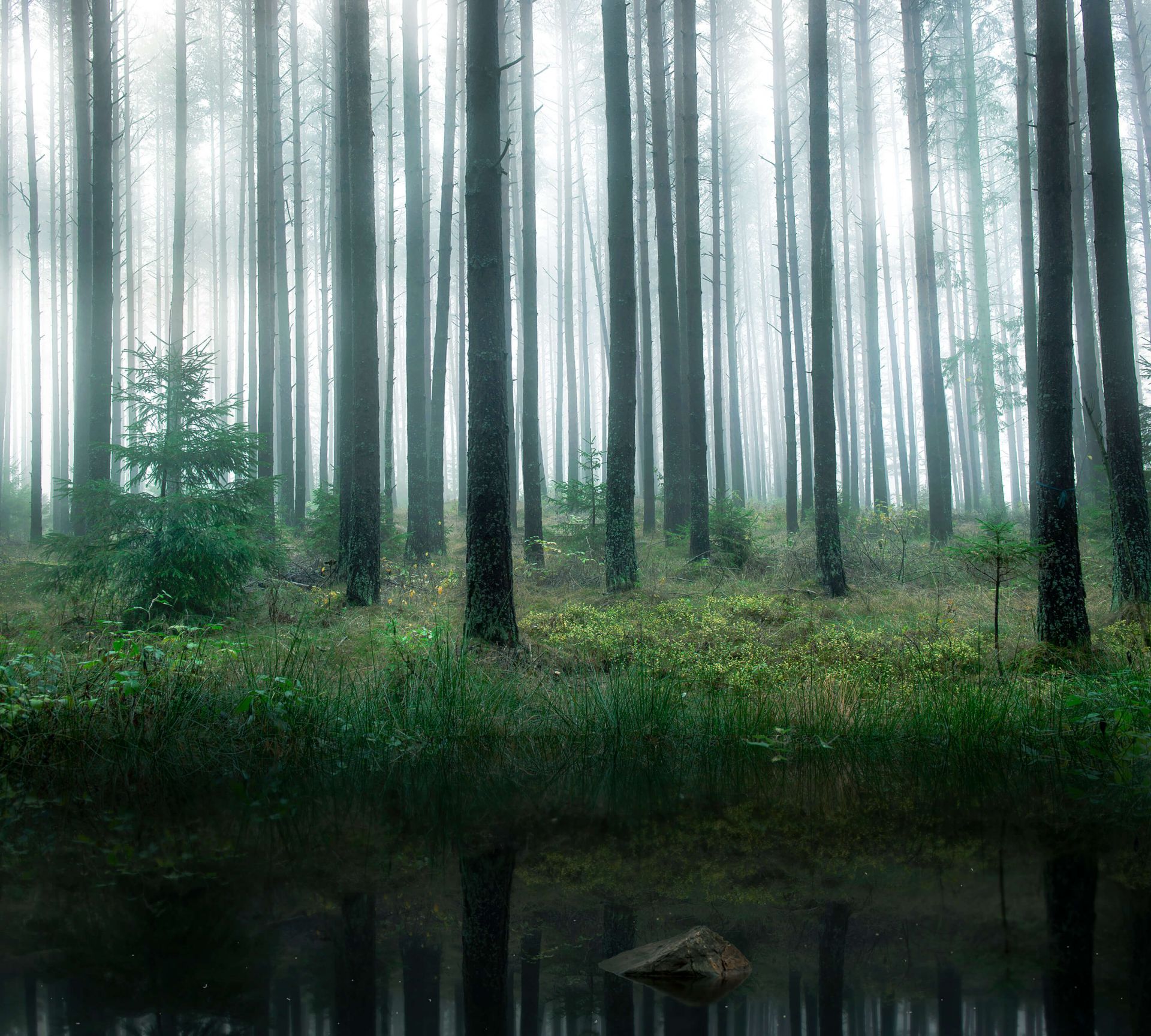 Lago en el bosque main product photo