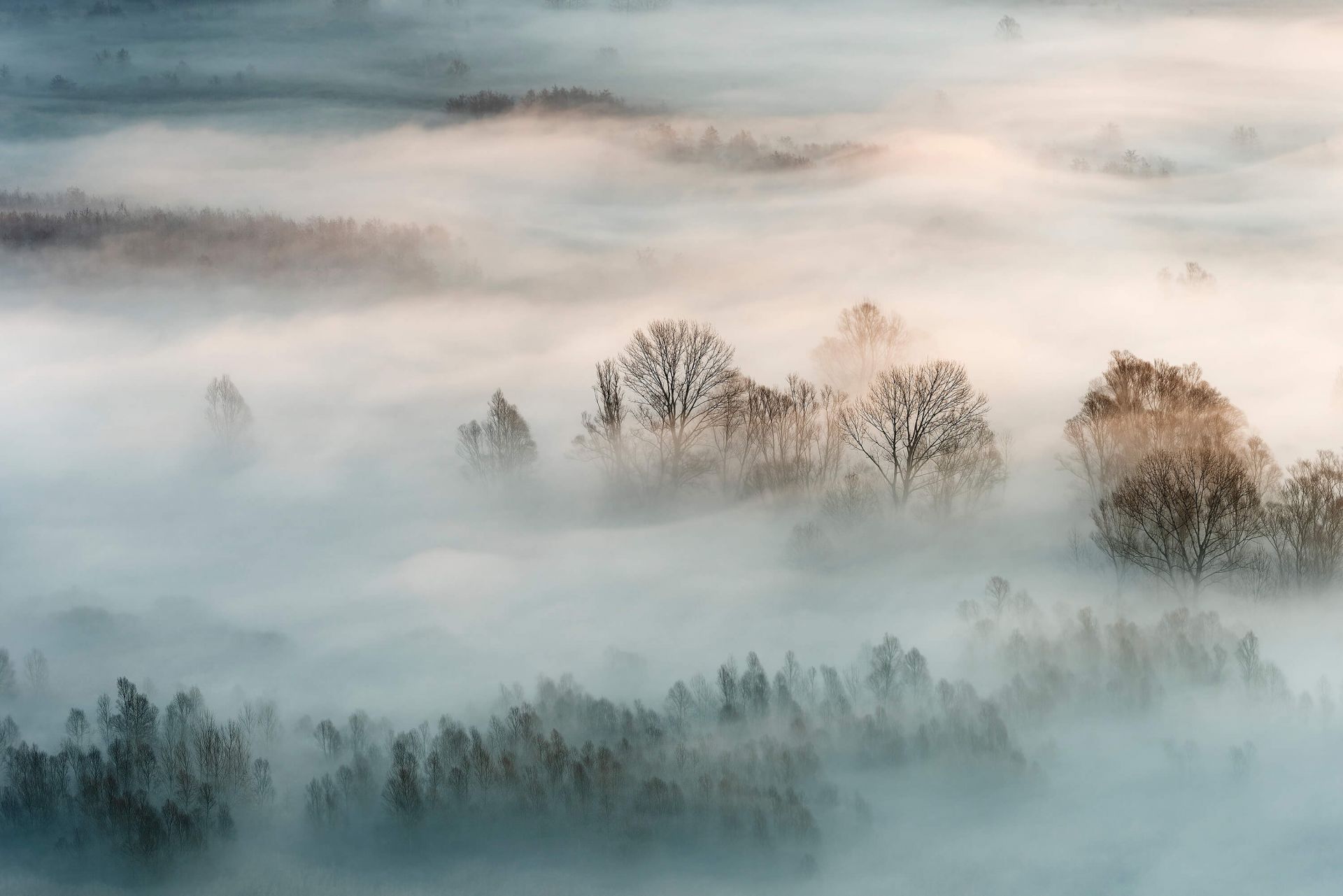 Niebla invernal main product photo