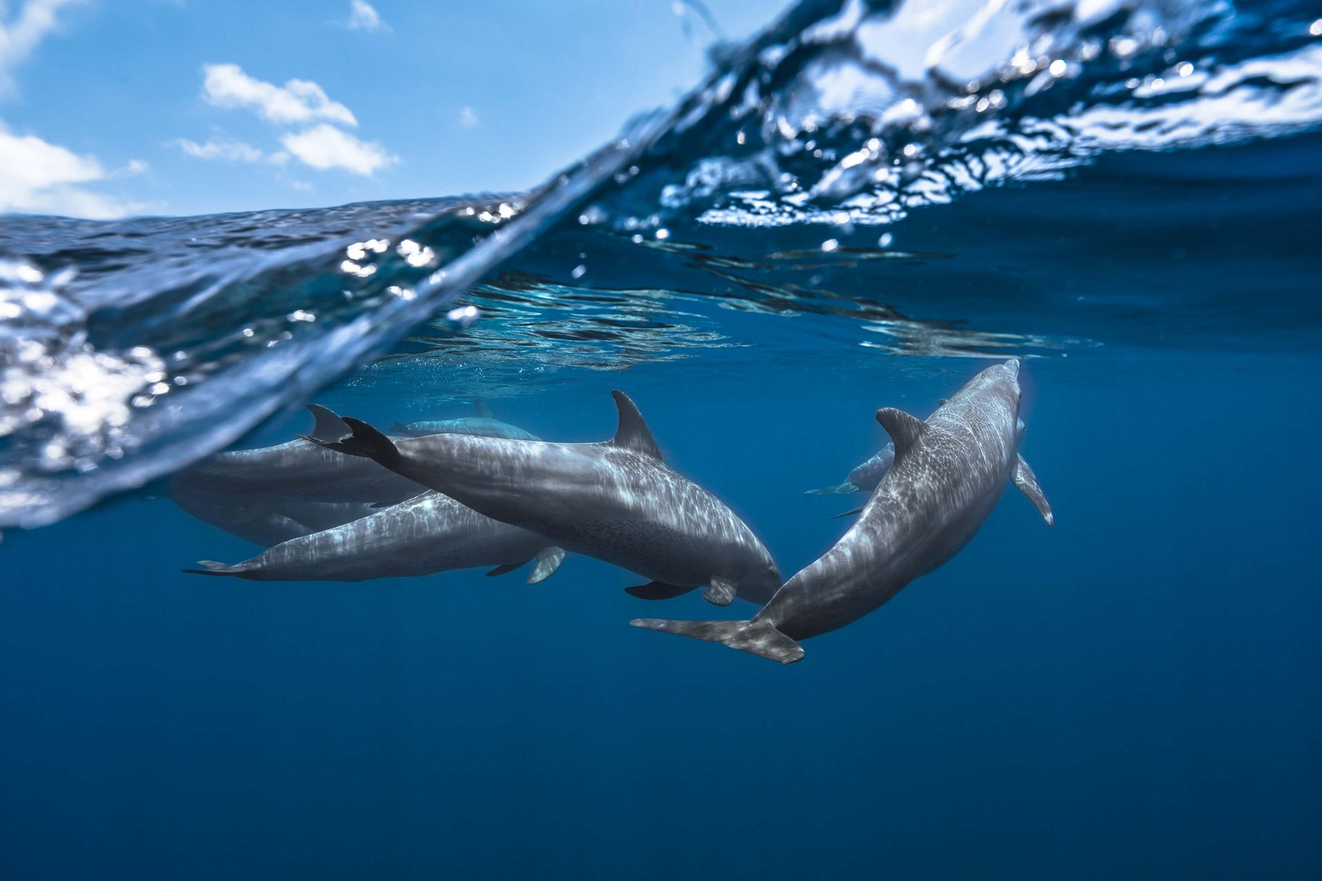 Delfines main product photo