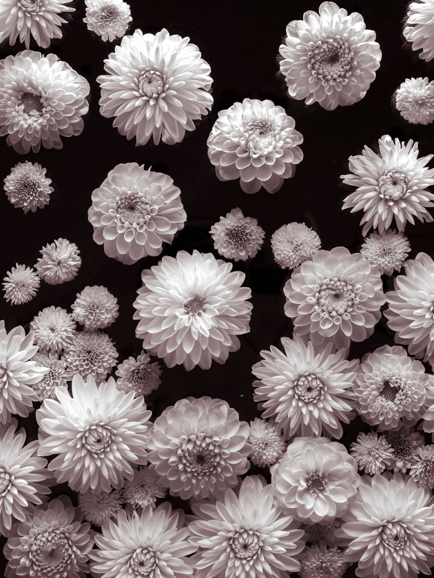 Flores de dalia main product photo