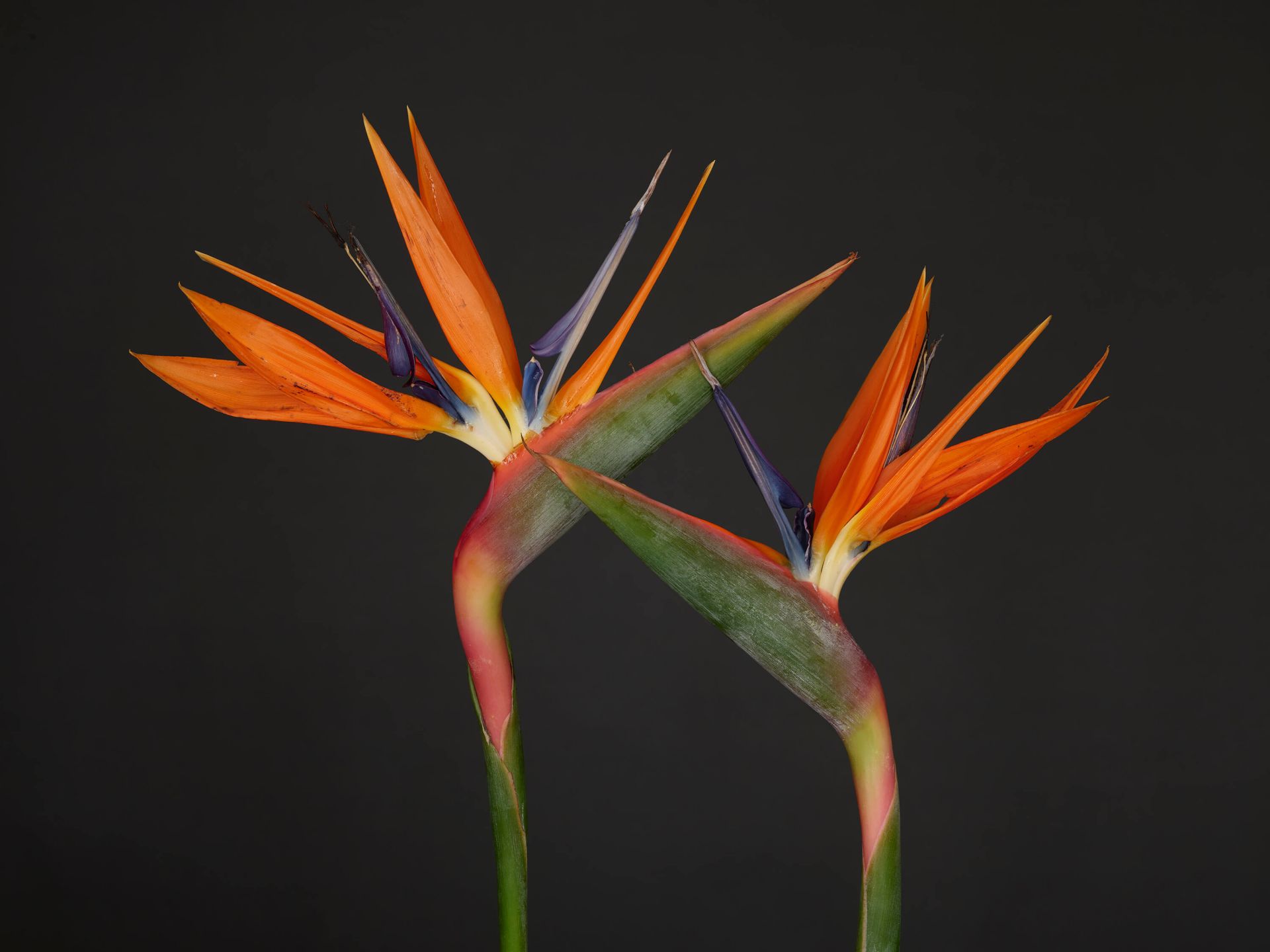 Flores del ave del paraíso main product photo