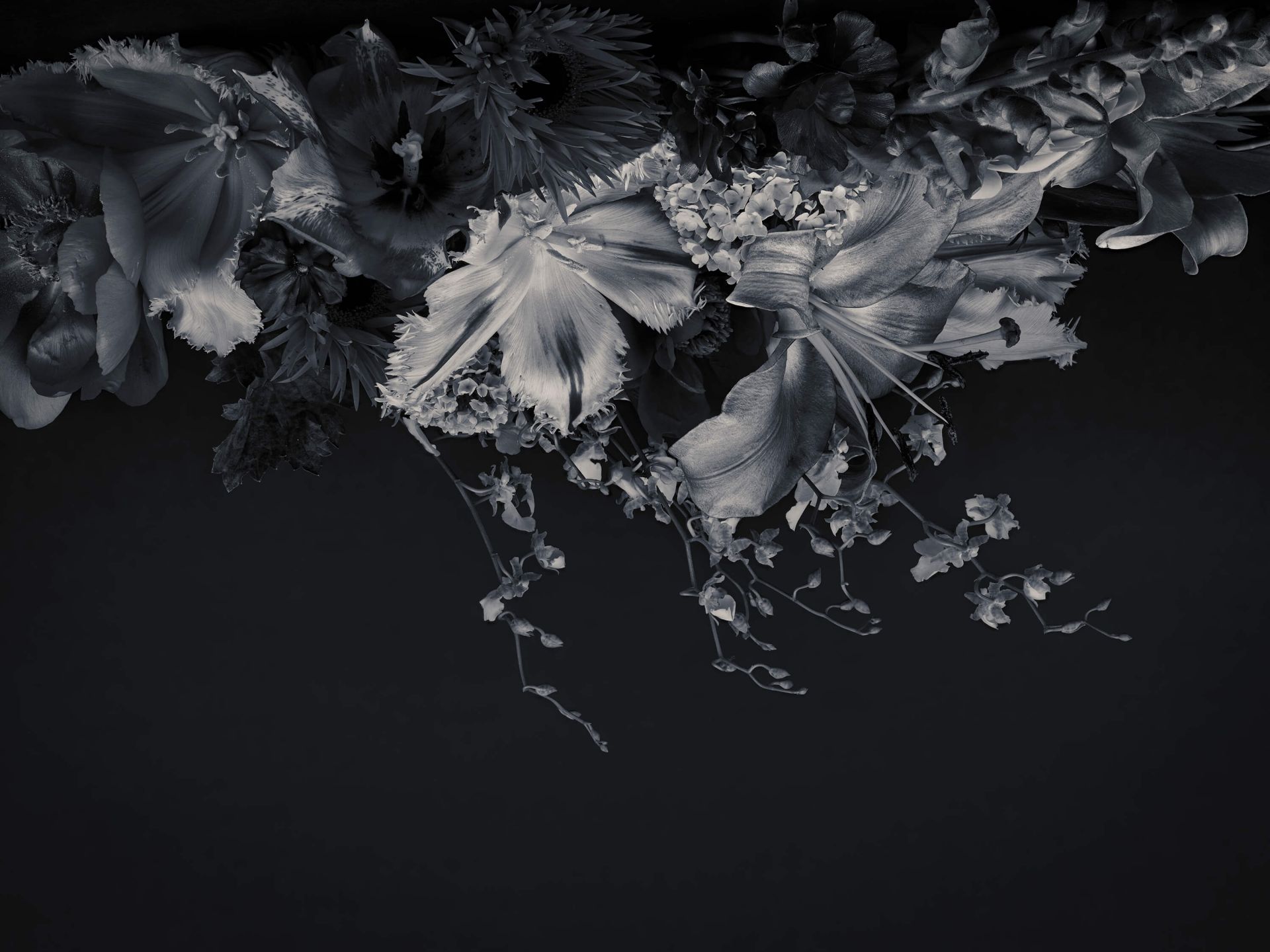 Flores compuestas en blanco y negro main product photo
