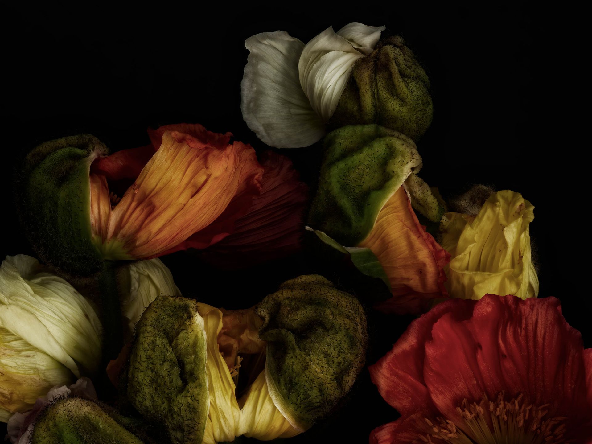 Amapolas en primer plano main product photo