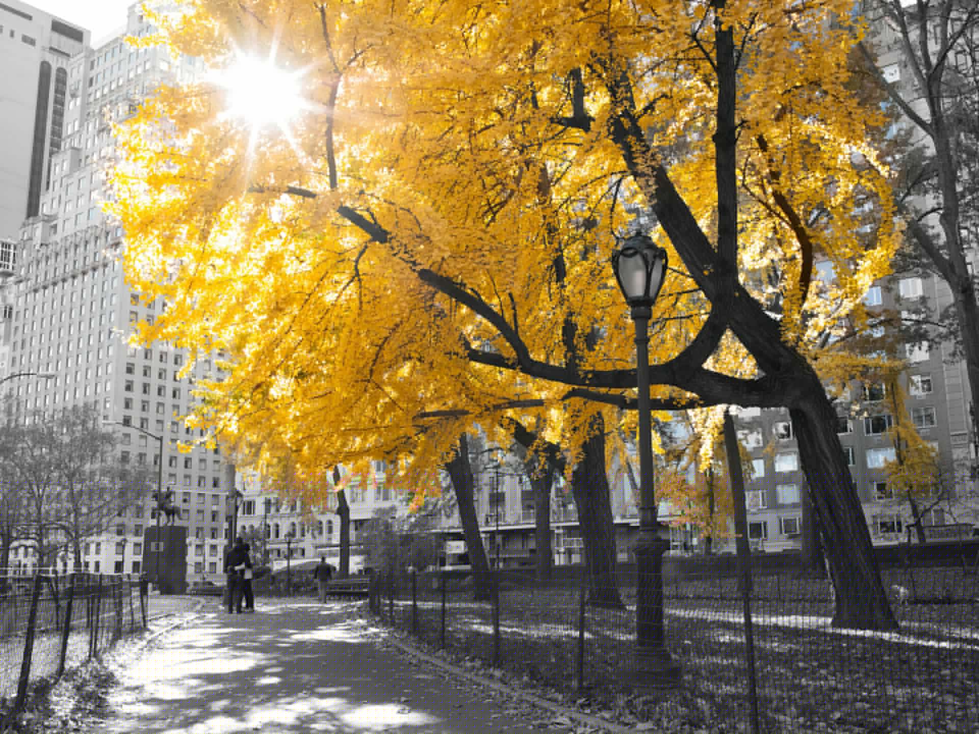Un camino a través de Central Park main product photo