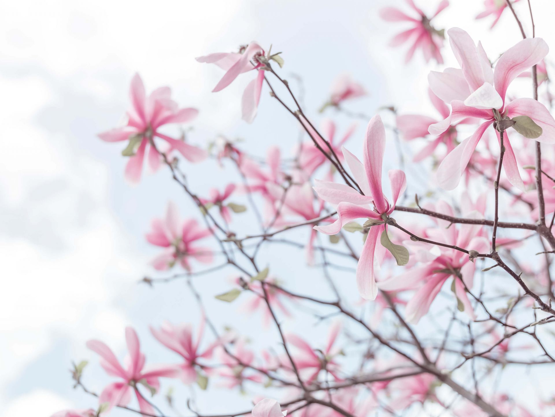 Magnolia main product photo