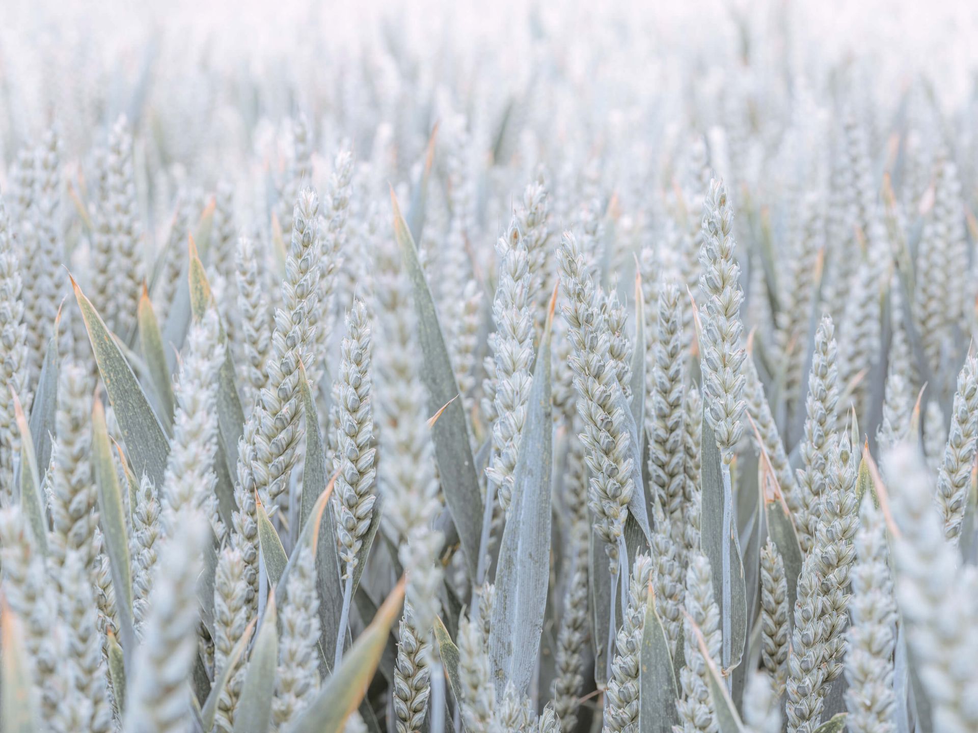 Wheatfield main product photo