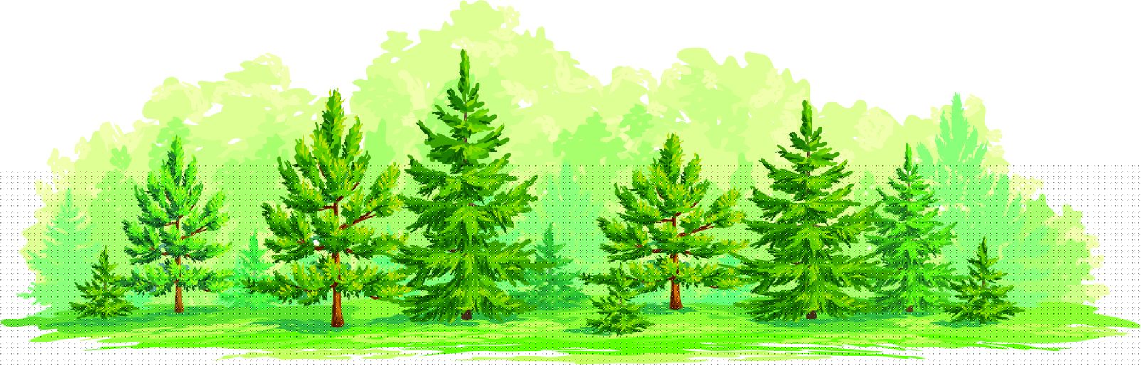 Bosque joven main product photo