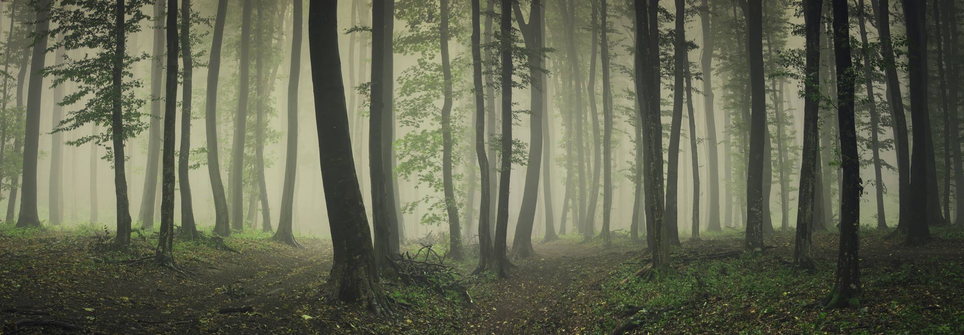 Niebla en el bosque verde main product photo
