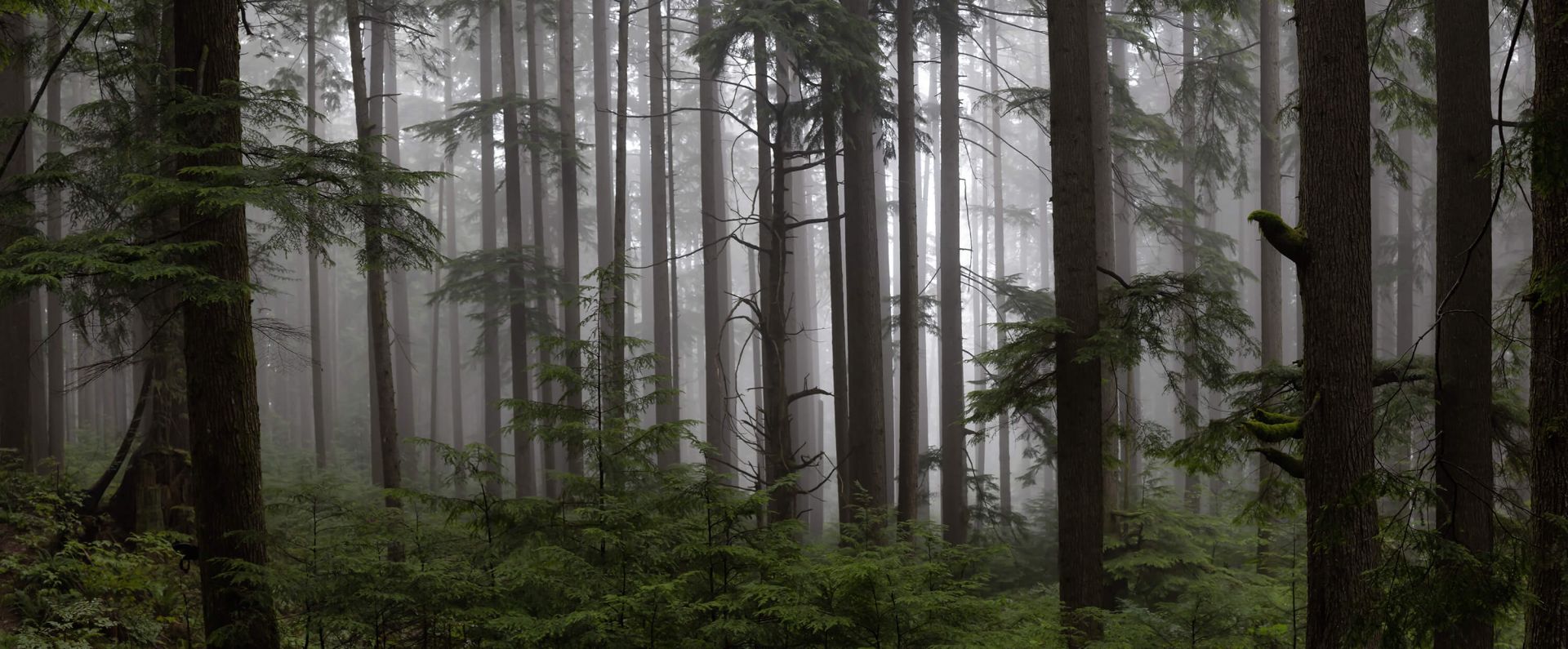 Bosque durante un día de niebla main product photo
