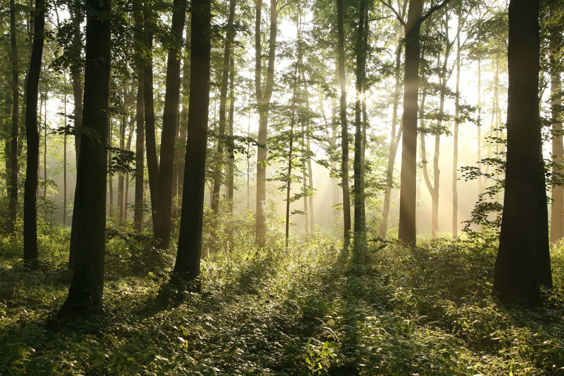 Bosque caducifolio con niebla main product photo