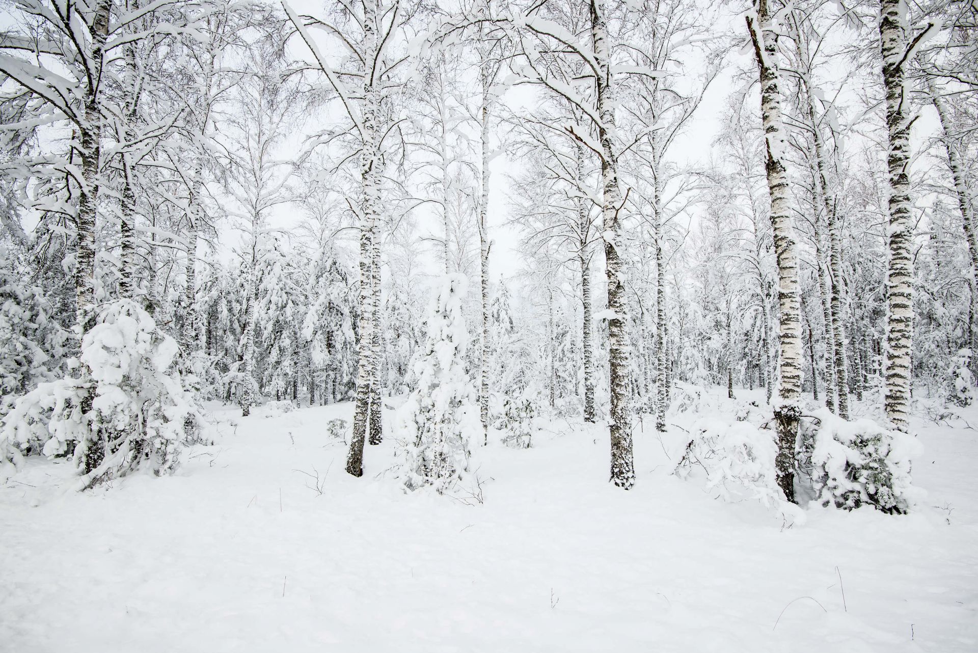 Bosque nevado main product photo