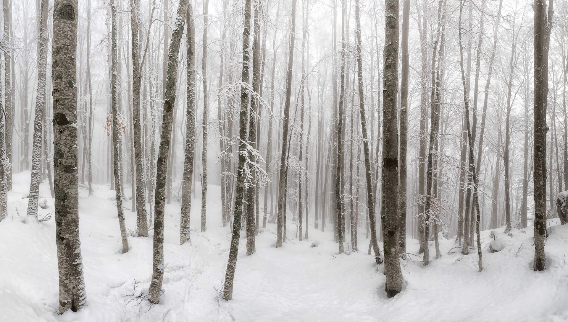 Bosque de hayas con nieve main product photo