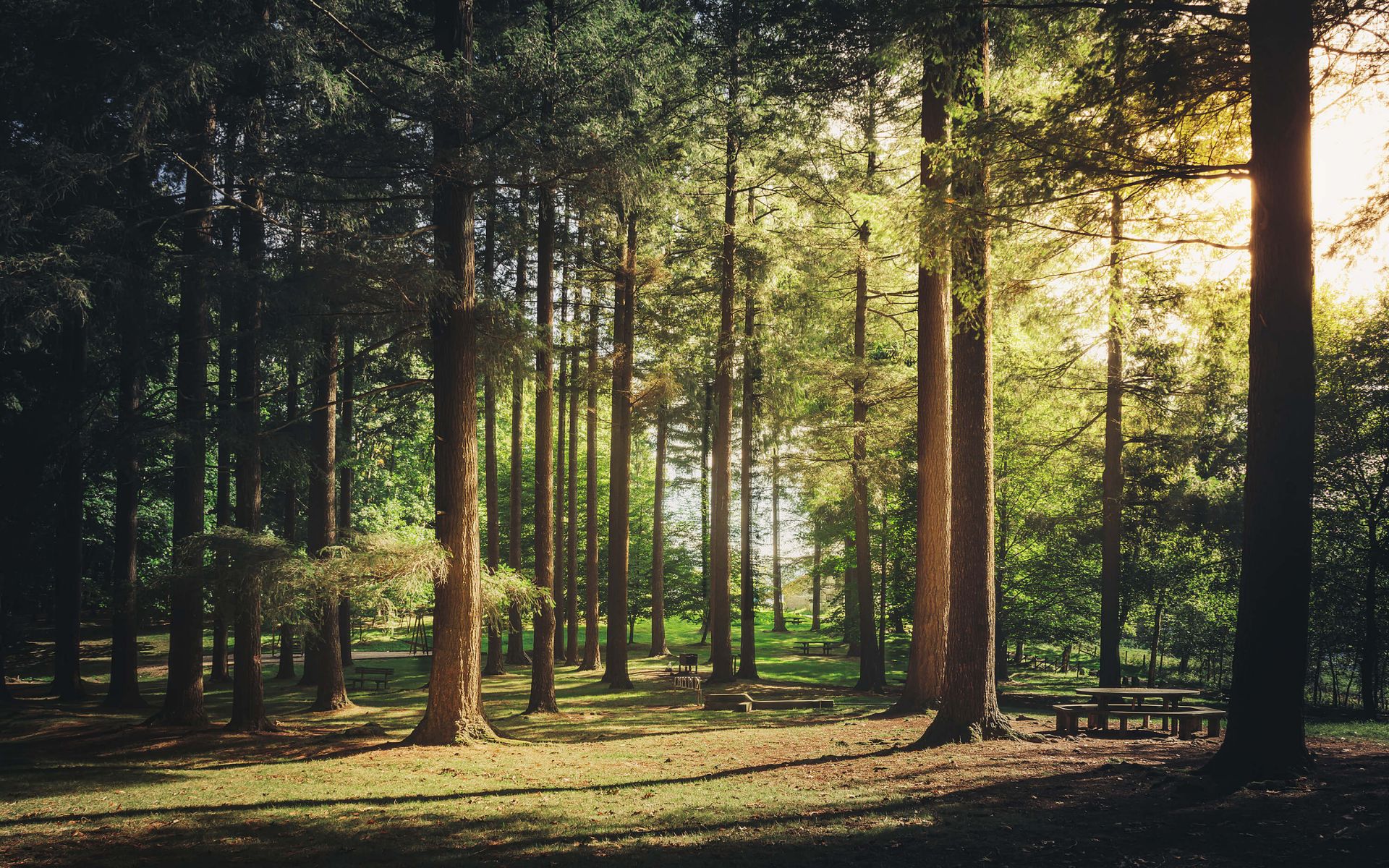 Bosque de verano main product photo