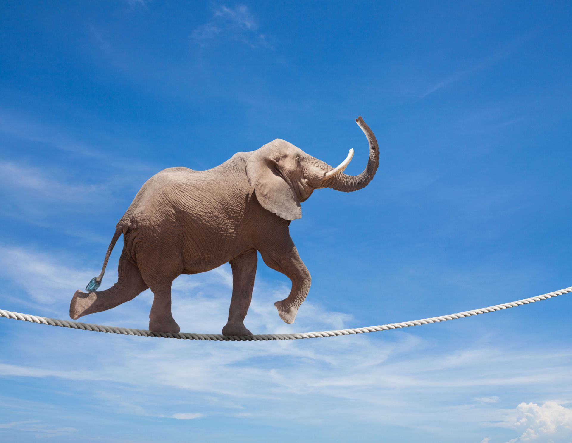 Equilibrio del elefante main product photo