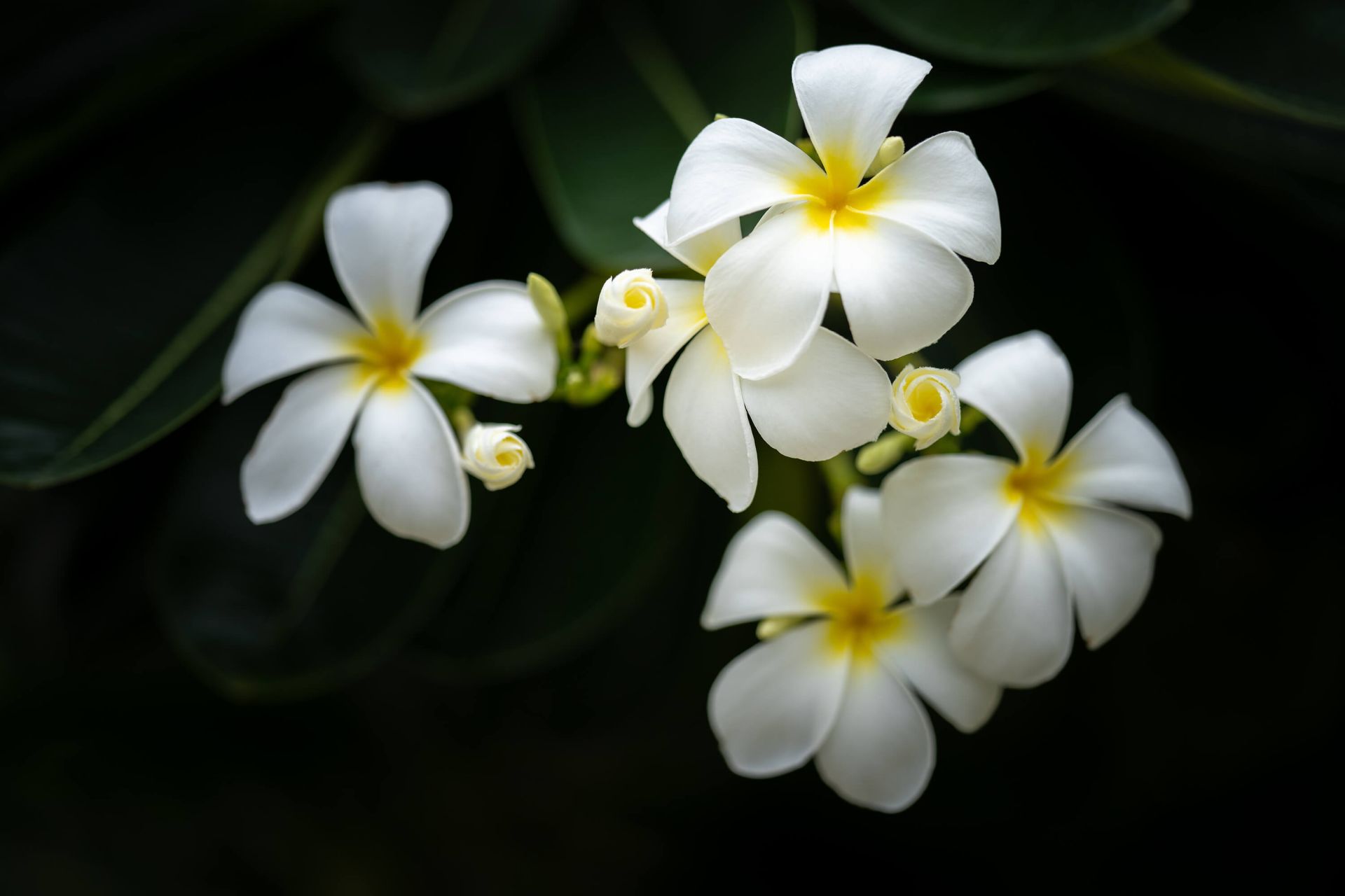 Primer plano de la Plumeria main product photo