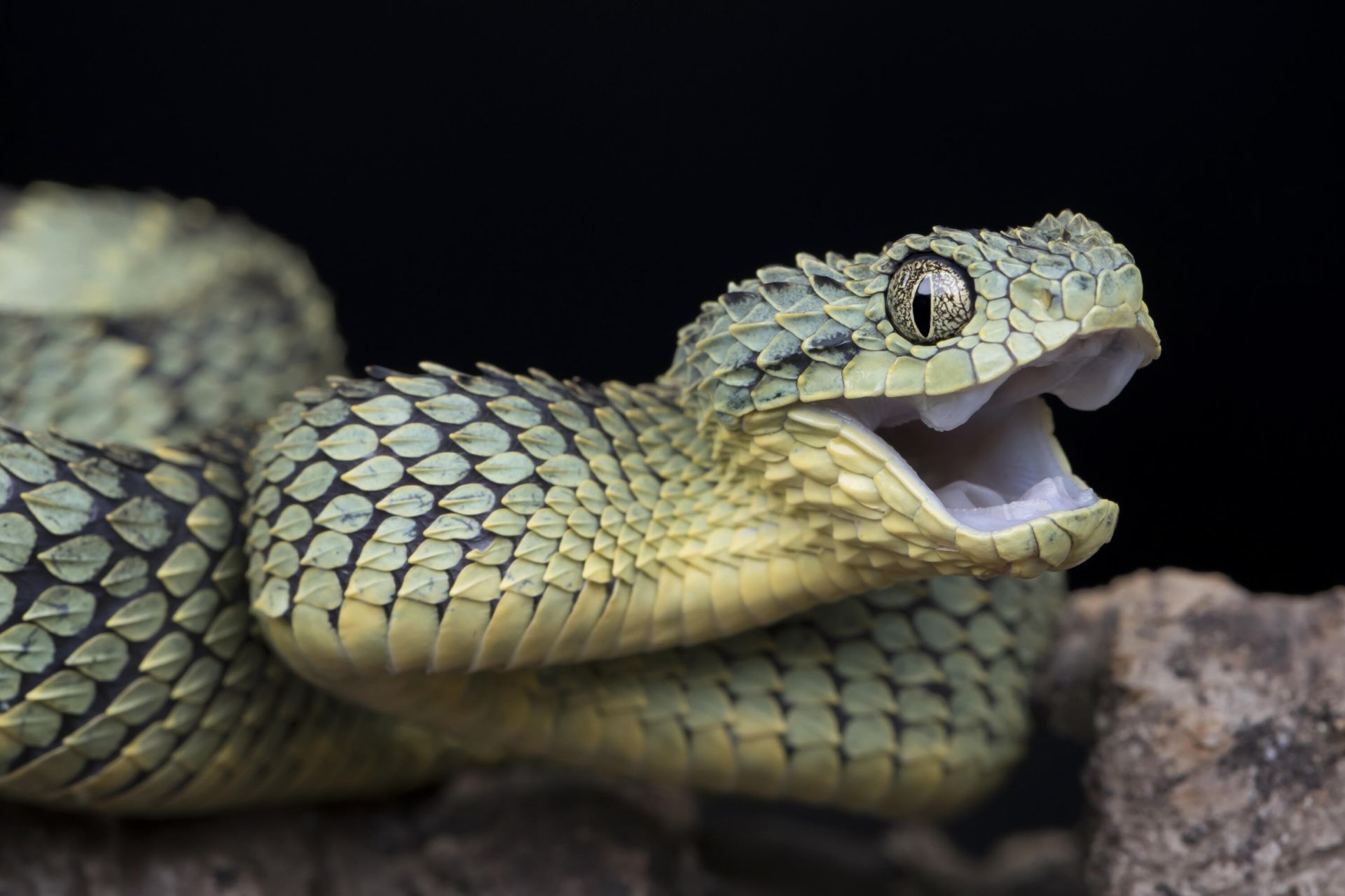Atheris squamigera main product photo