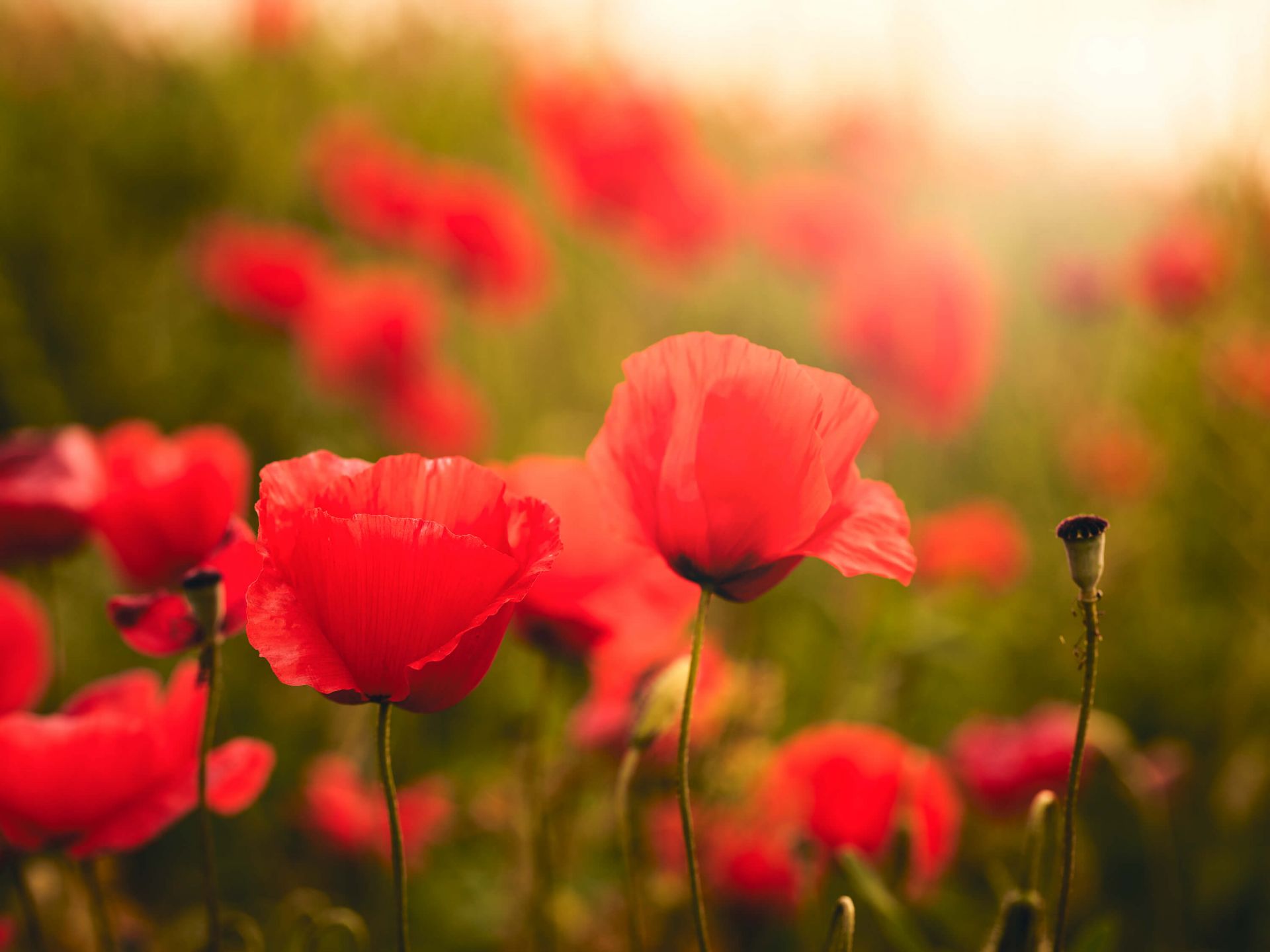 Amapolas al amanecer main product photo