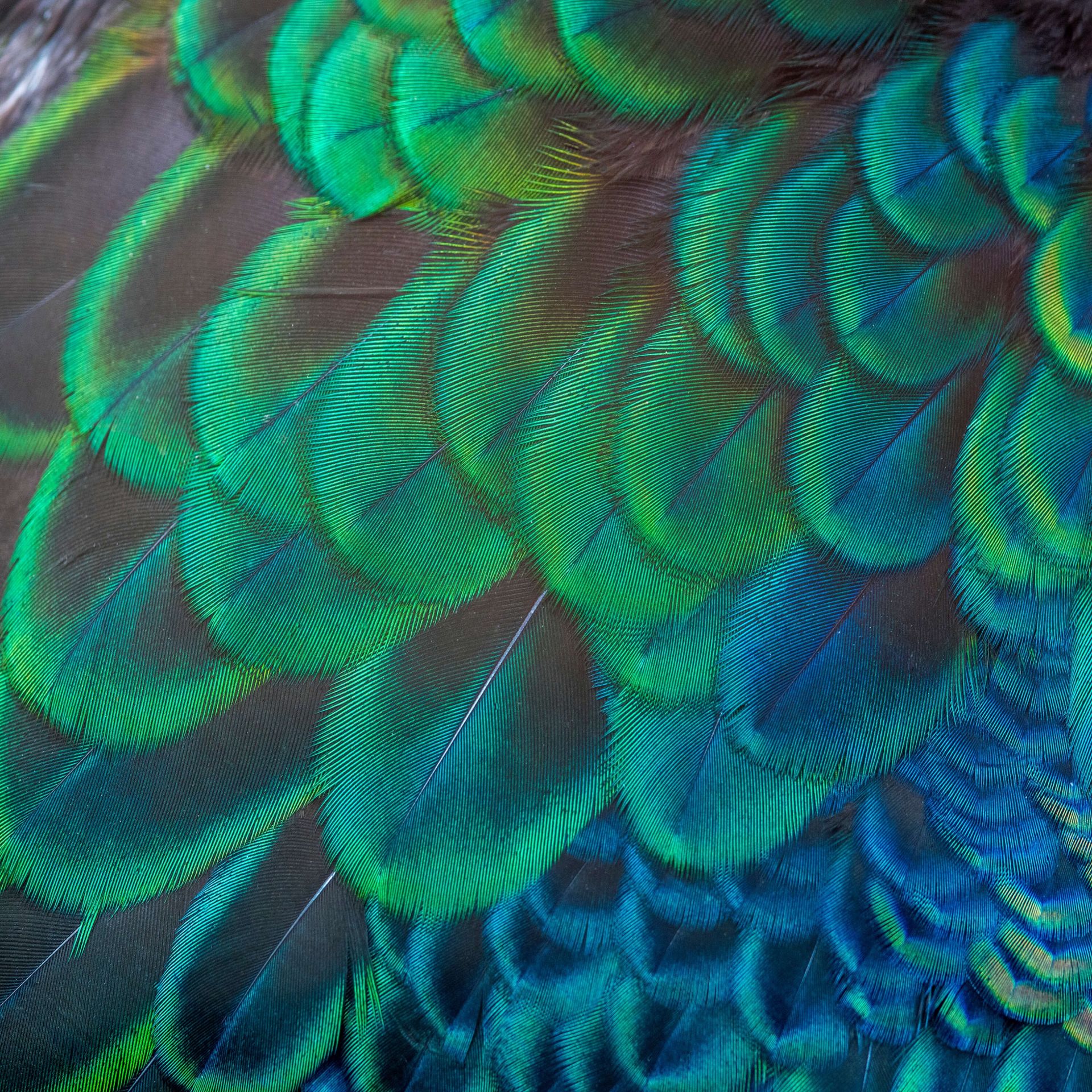 Primer plano de plumas de pavo real main product photo