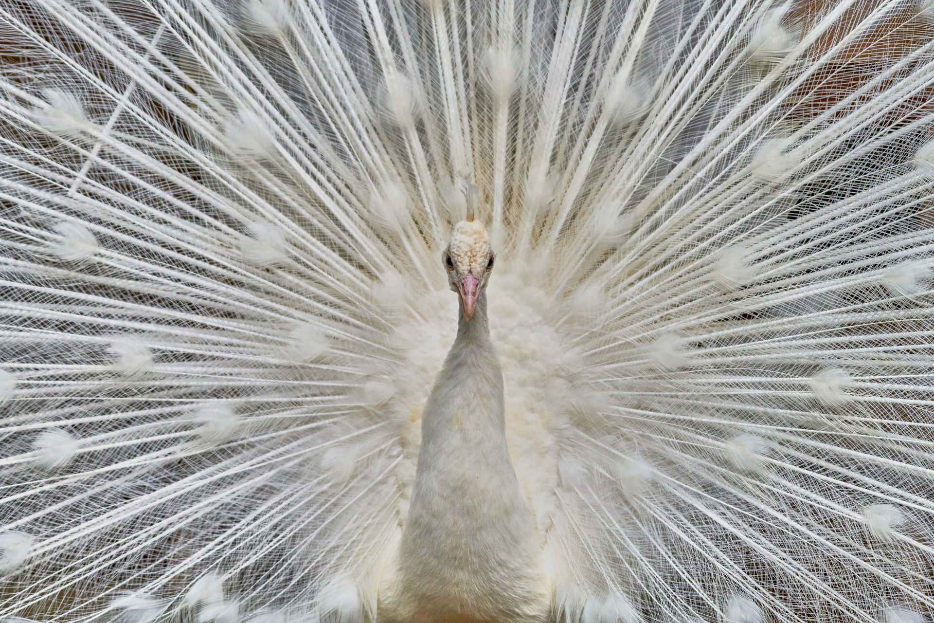 Pavo real blanco main product photo