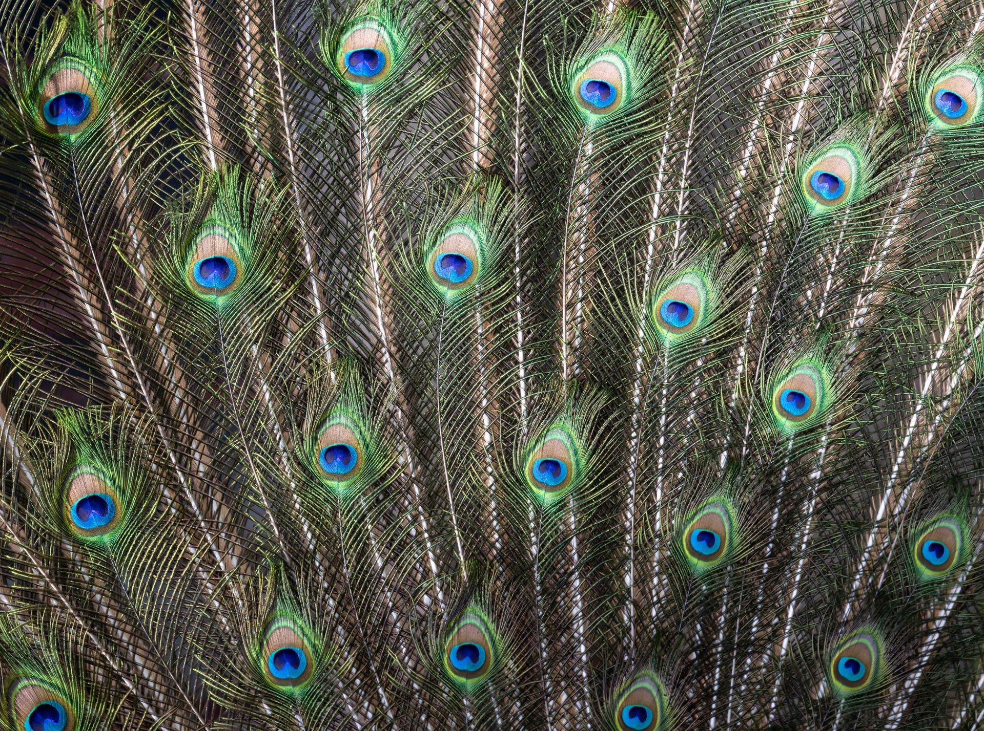Plumas de pavo real abiertas main product photo