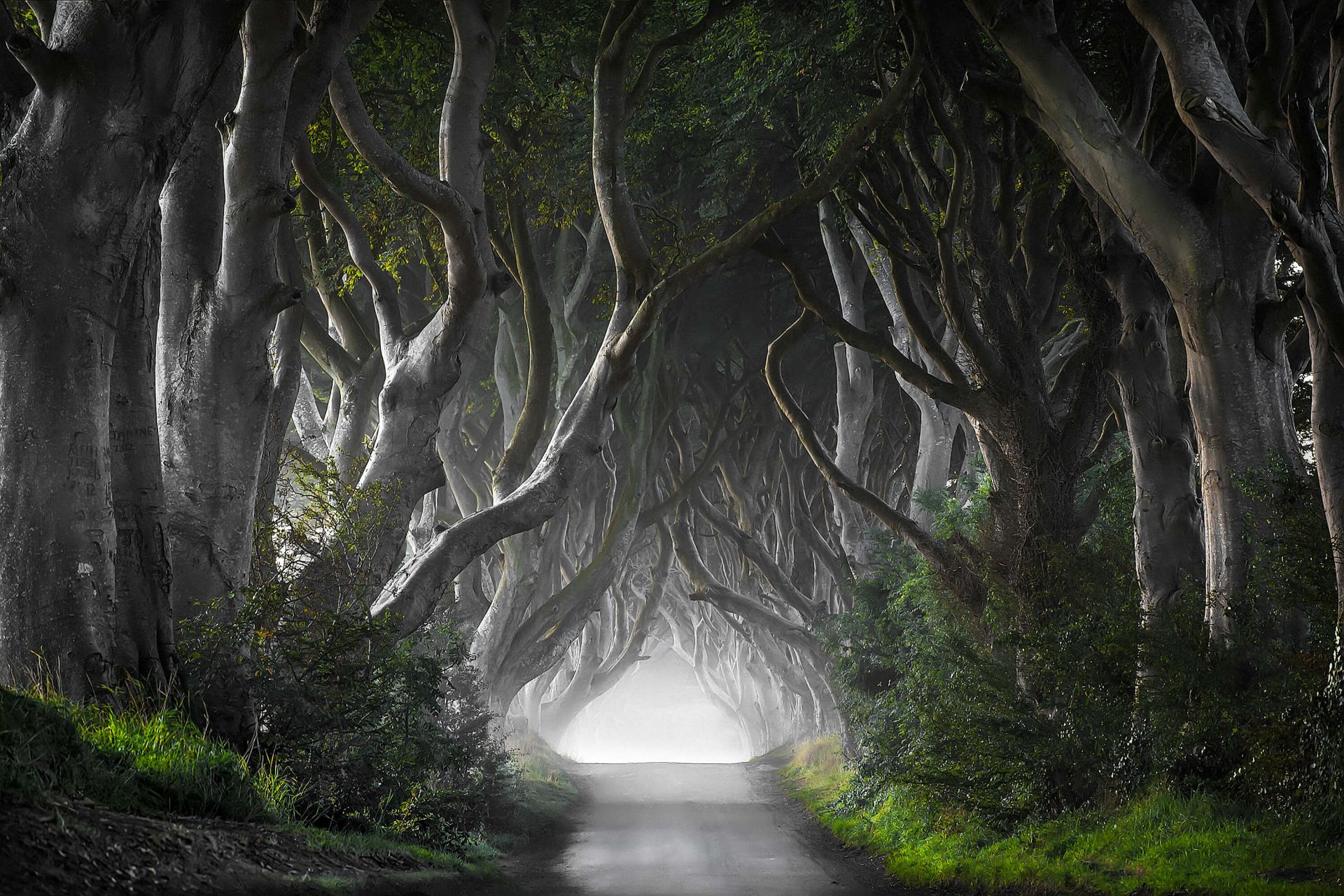 Dark Hedges main product photo