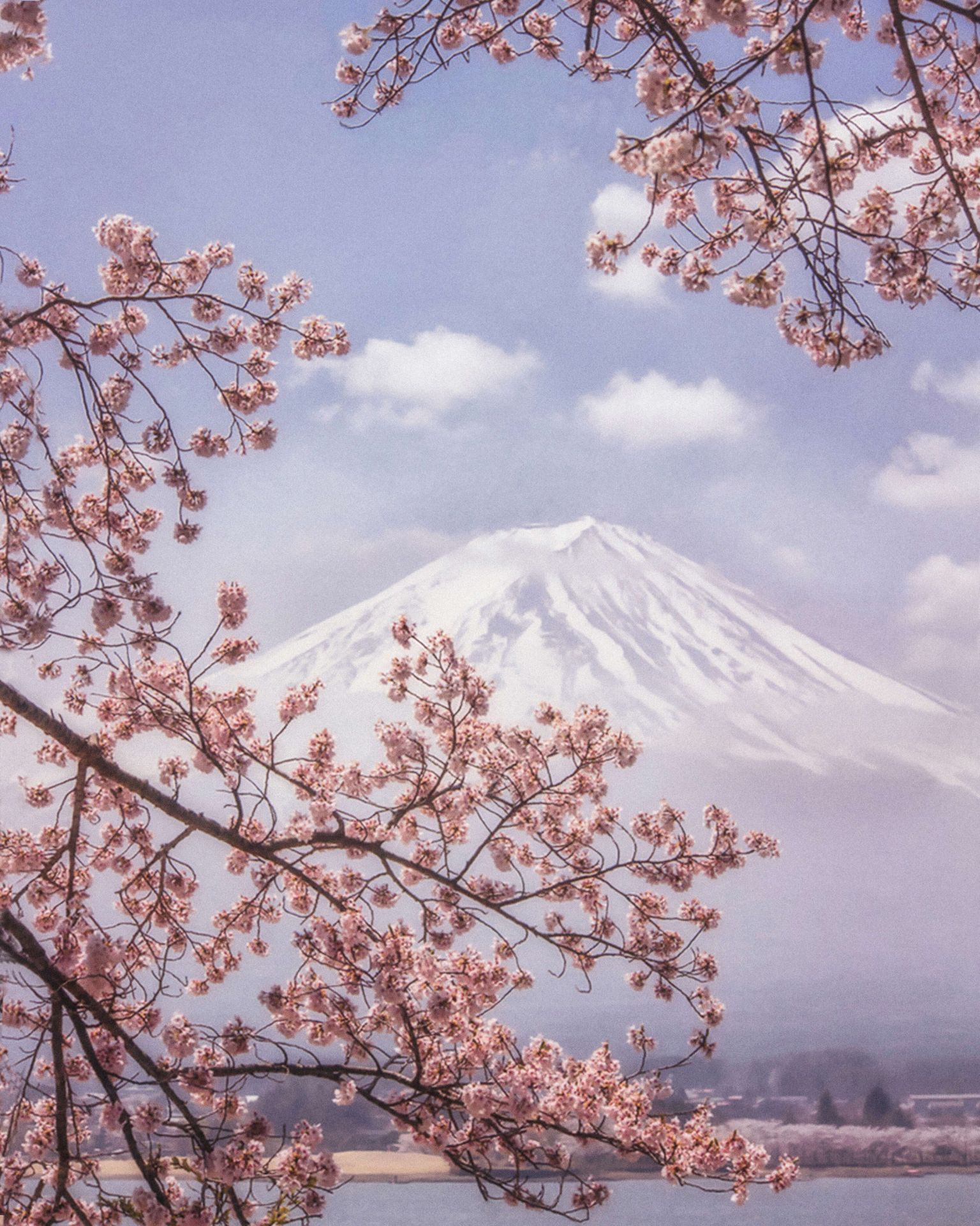 Mt.Fuji in the cherry blossoms main product photo