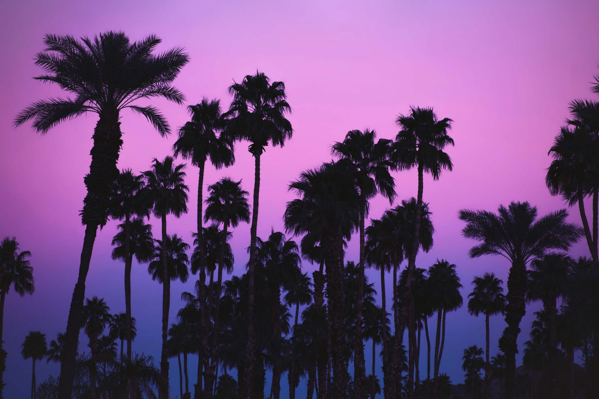 Palms with Pink Sky main product photo