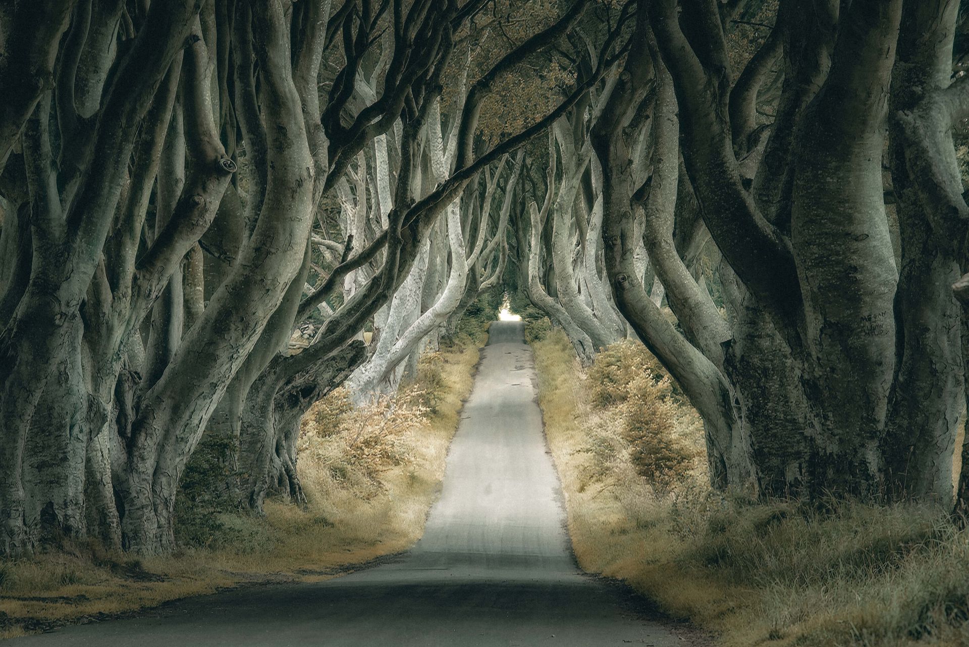 Irish Hedges main product photo