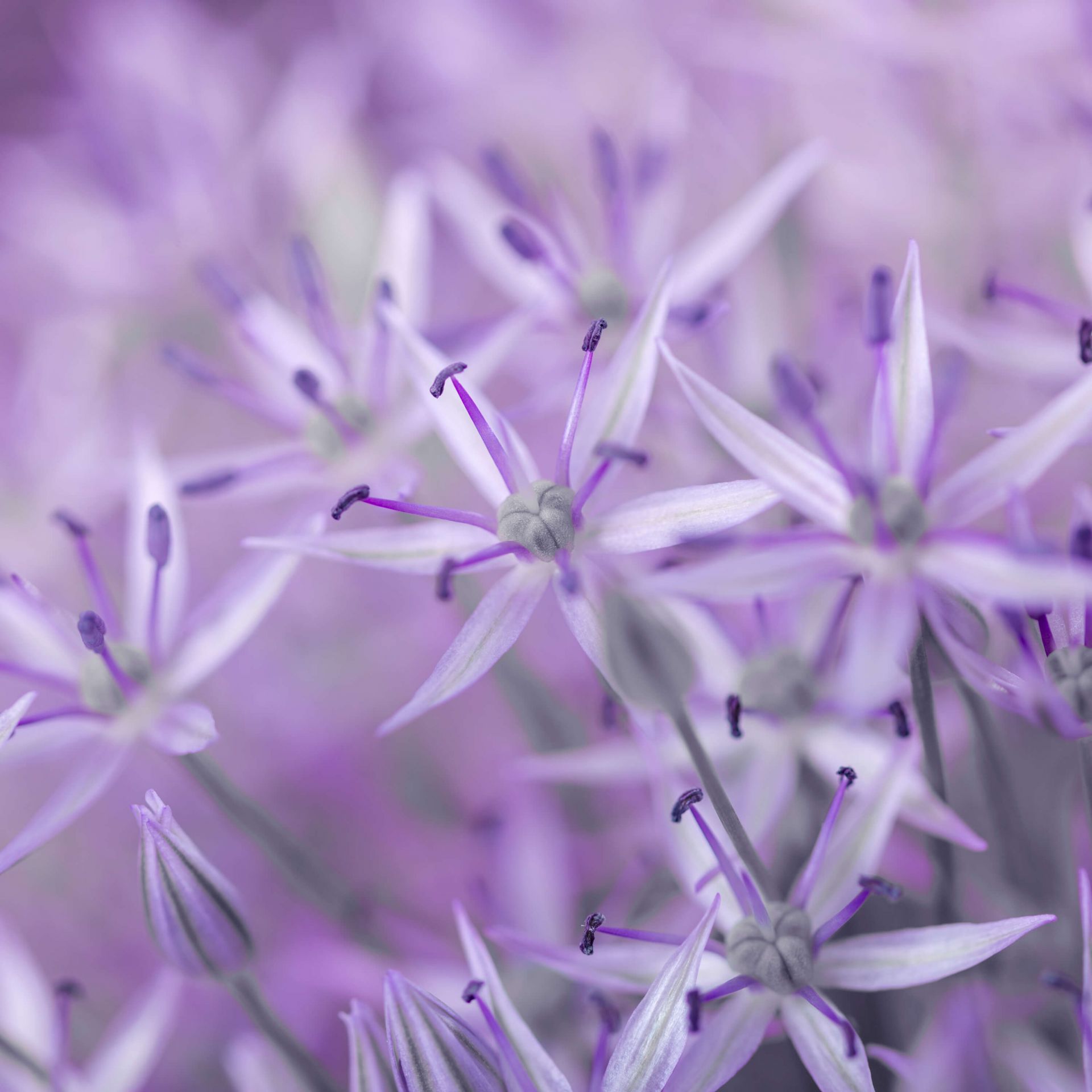 Flores de allium moradas main product photo