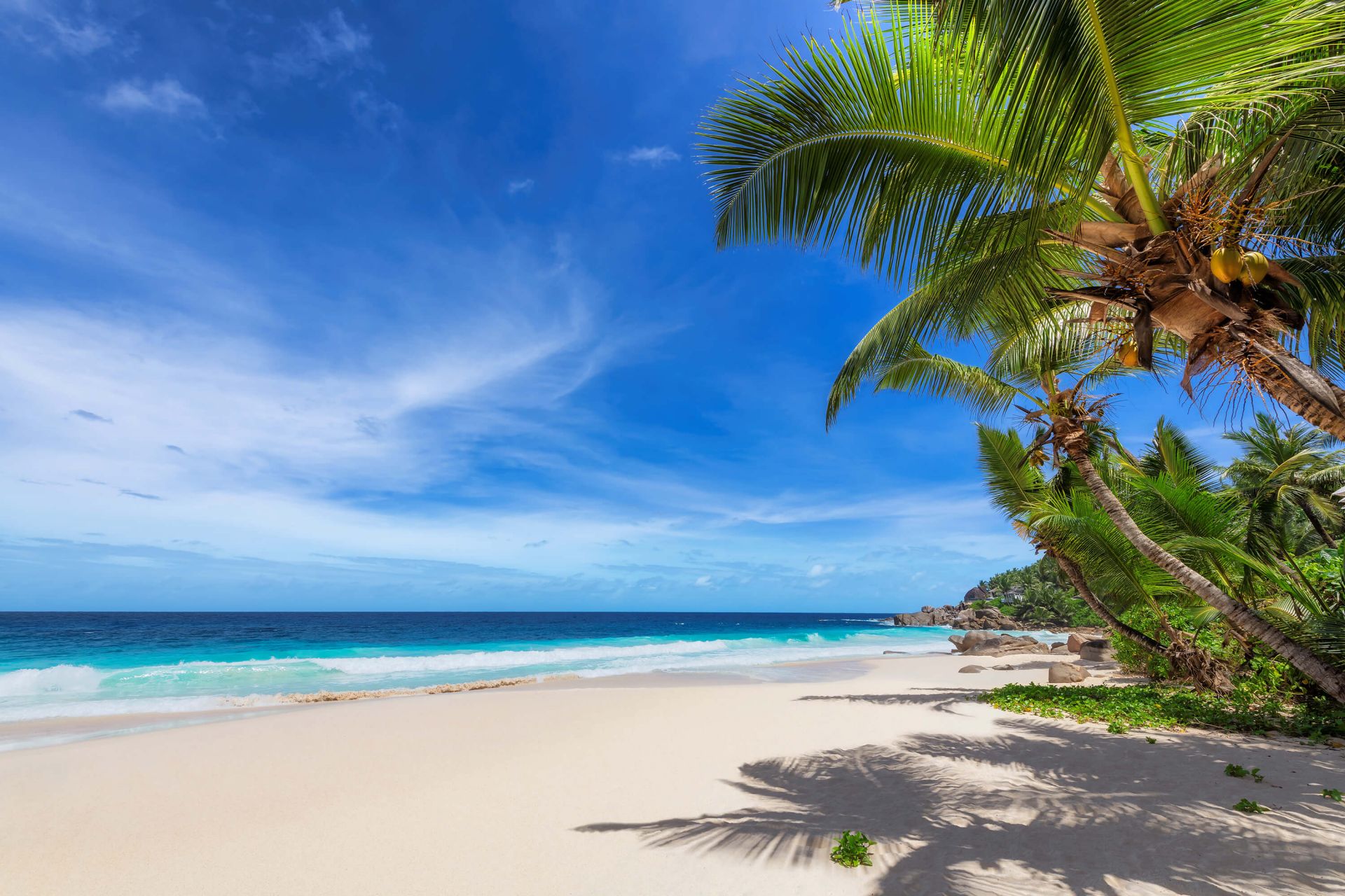 Playa tropical con palmera main product photo